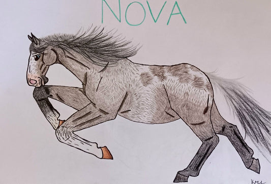 Nova Sticker